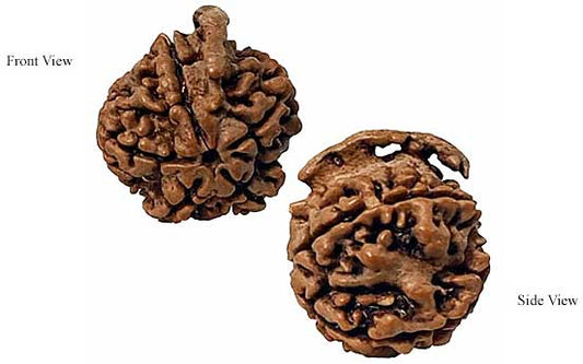 Unlocking the Divine Wisdom and Blessings: Exploring the Significance of GANESH RUDRAKSHA