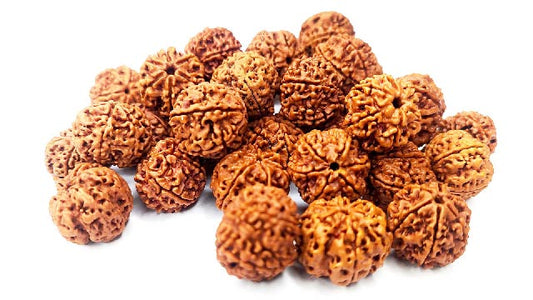 Your Reliable Rudraksha Store since 1997 - A Haven for All Types of Rudraksha