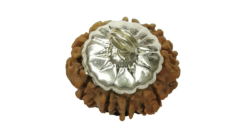 9 Mukhi Rudraksha