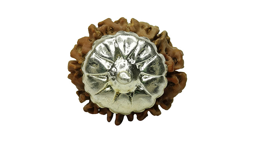 9 Mukhi Rudraksha