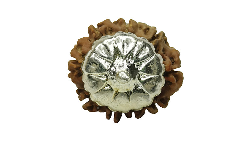 9 Mukhi Rudraksha