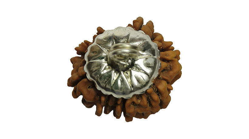 9 Mukhi Rudraksha