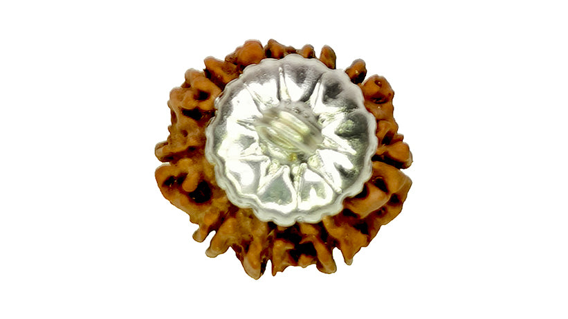 9 Mukhi Rudraksha