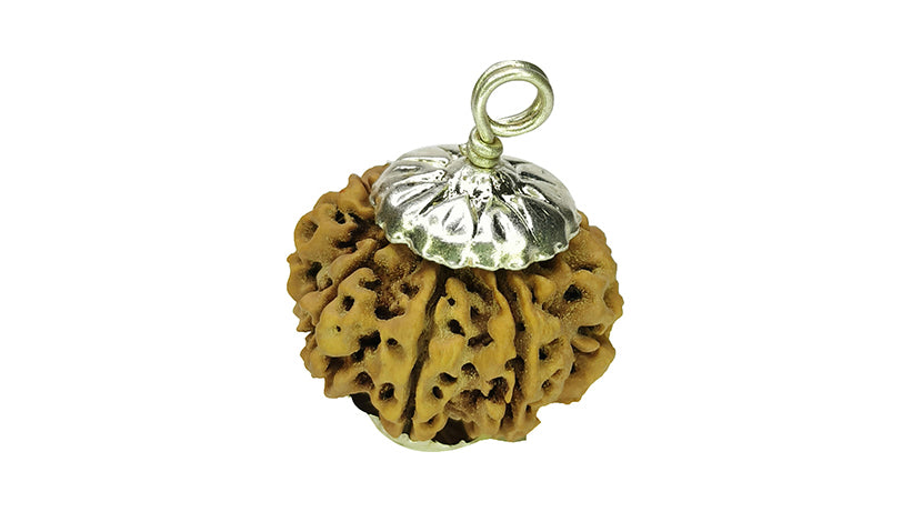 9 Mukhi Rudraksha