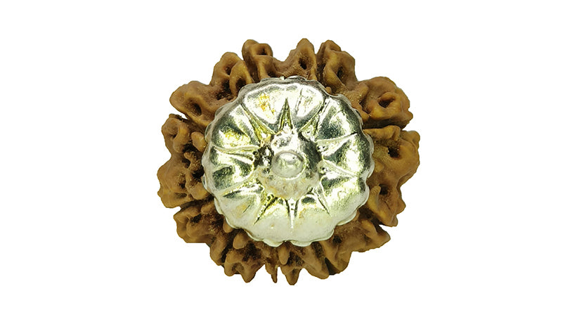9 Mukhi Rudraksha