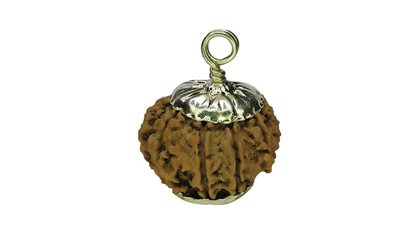 10 Mukhi Rudraksha