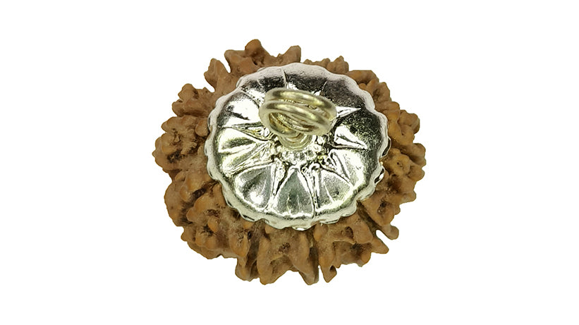 10 Mukhi Rudraksha