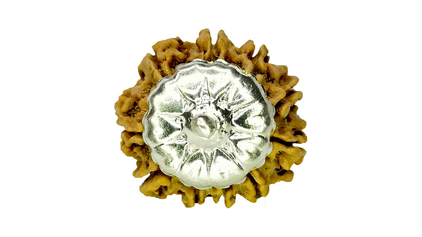 10 Mukhi Rudraksha