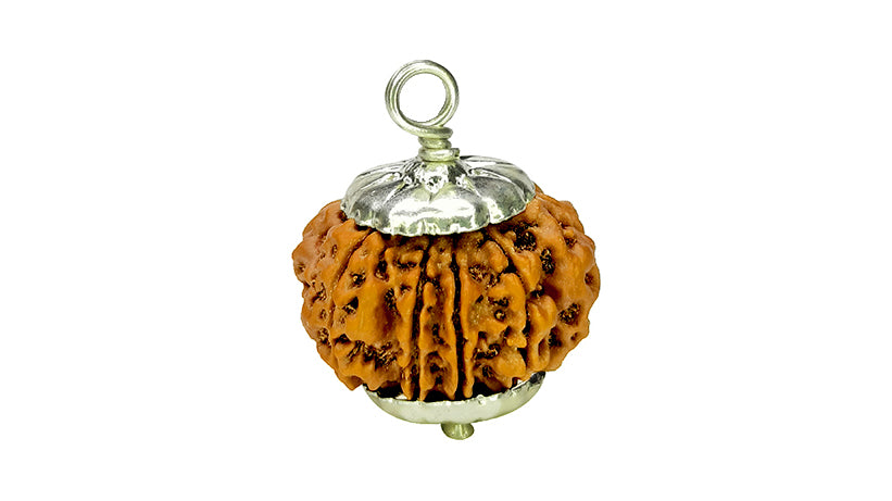 10 Mukhi Rudraksha