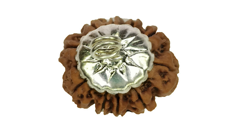 10 Mukhi Rudraksha