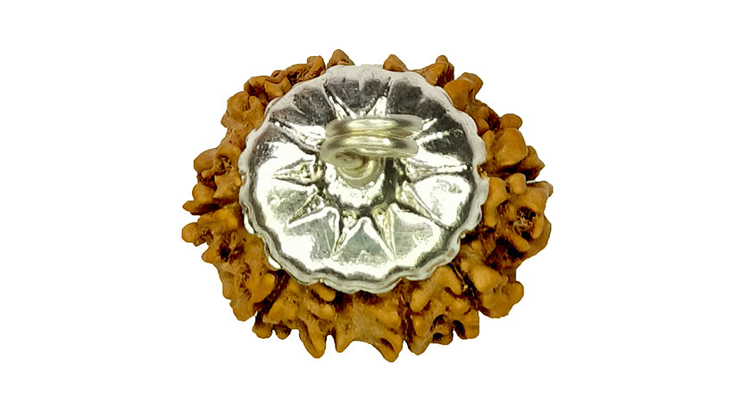 10 Mukhi Rudraksha