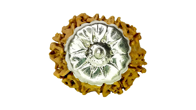 10 Mukhi Rudraksha