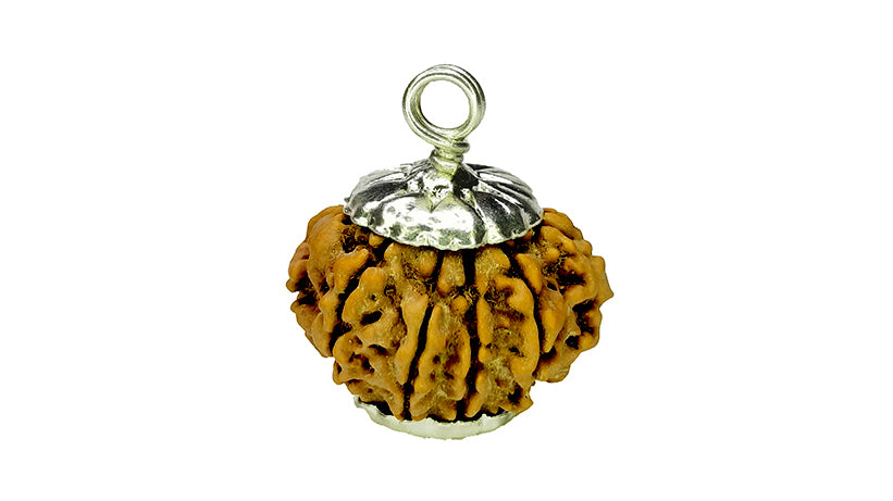 10 Mukhi Rudraksha