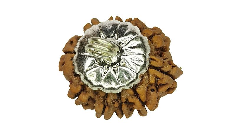 10 Mukhi Rudraksha