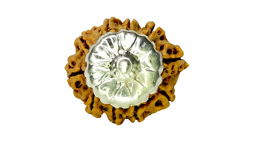 10 Mukhi Rudraksha