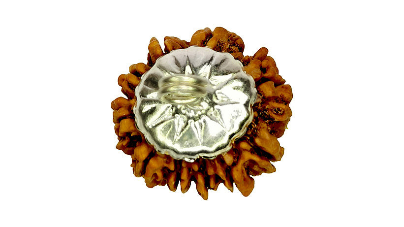 10 Mukhi Rudraksha
