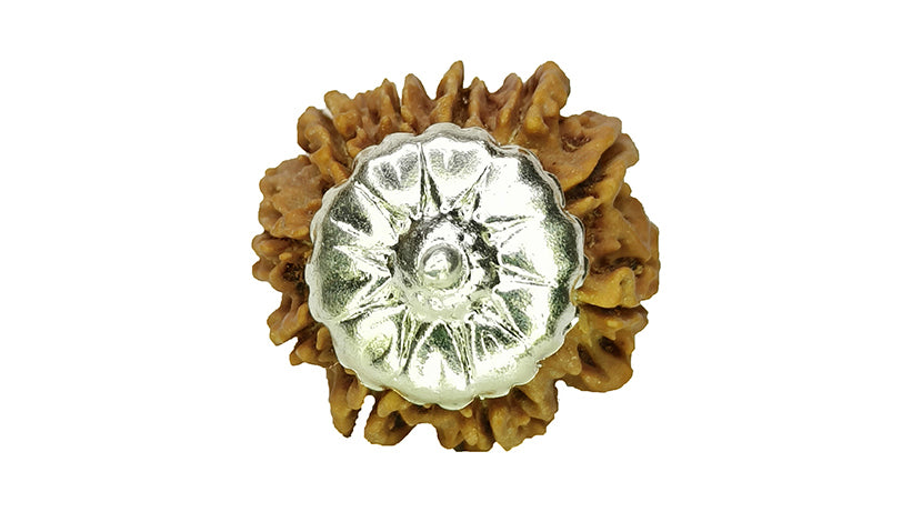 10 Mukhi Rudraksha