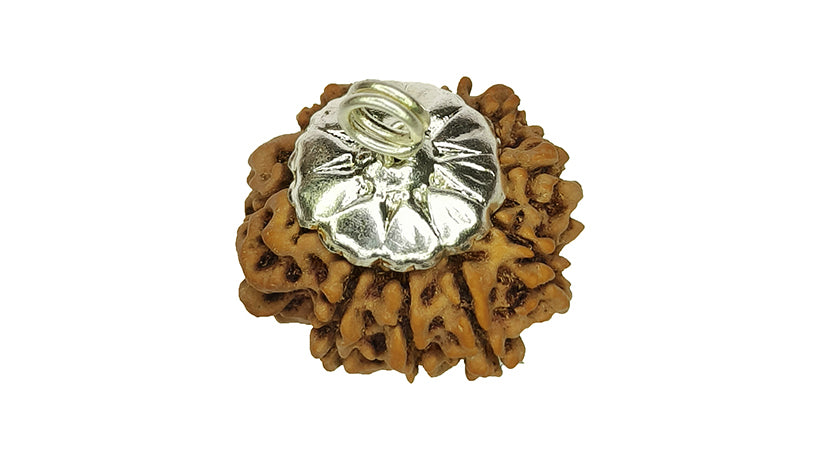 10 Mukhi Rudraksha