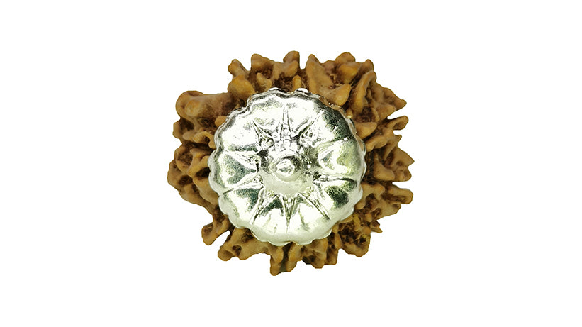 10 Mukhi Rudraksha