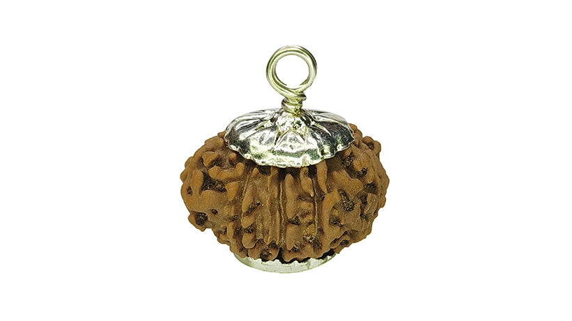 10 Mukhi Rudraksha