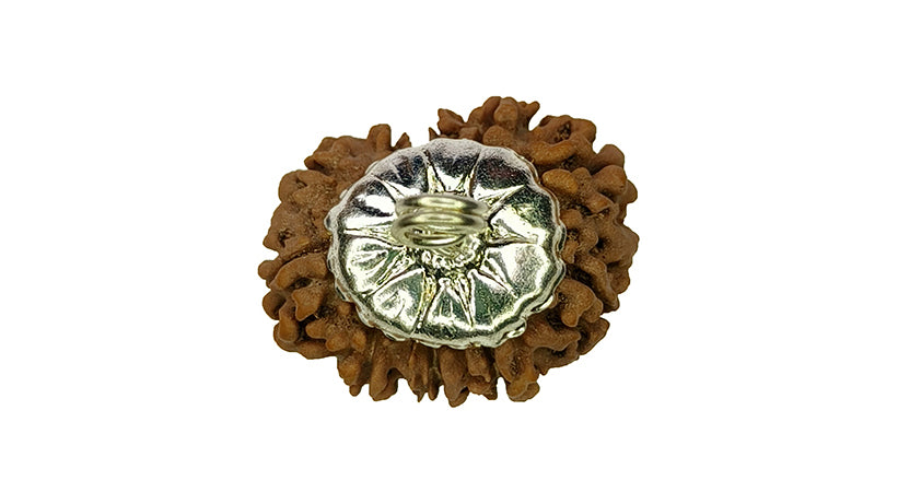 10 Mukhi Rudraksha