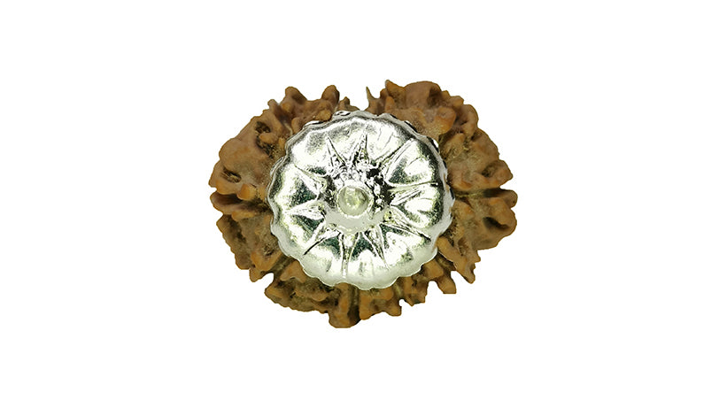 10 Mukhi Rudraksha