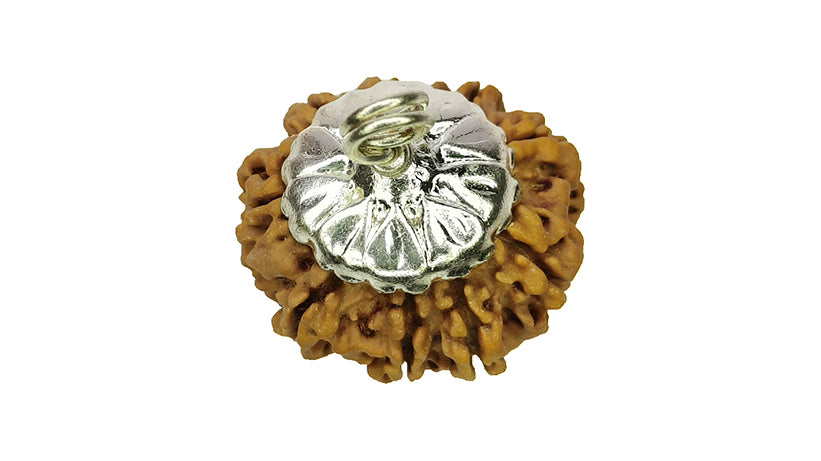 10 Mukhi Rudraksha