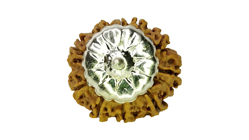 10 Mukhi Rudraksha