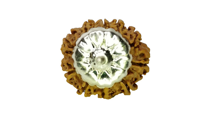 10 Mukhi Rudraksha