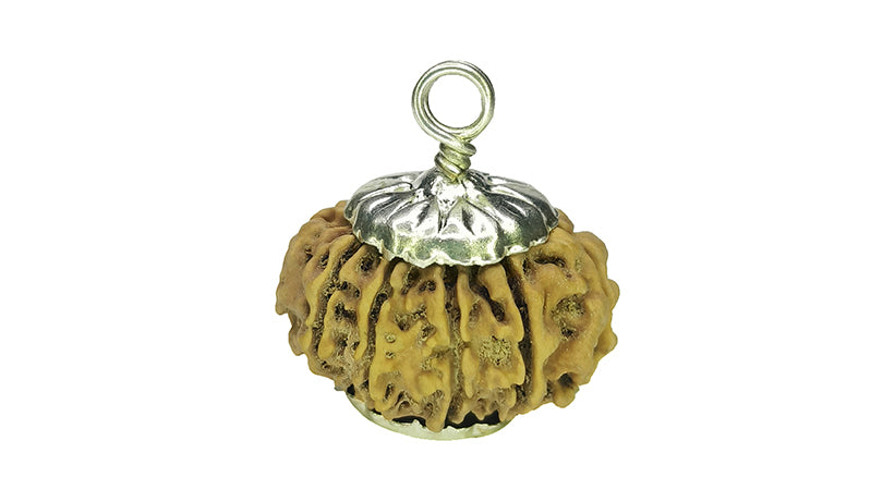 12 Mukhi Rudraksha