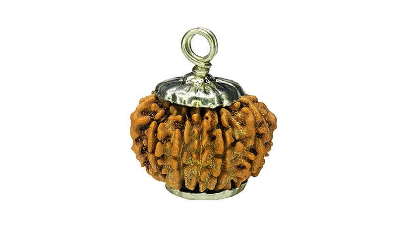 13 Mukhi Rudraksha