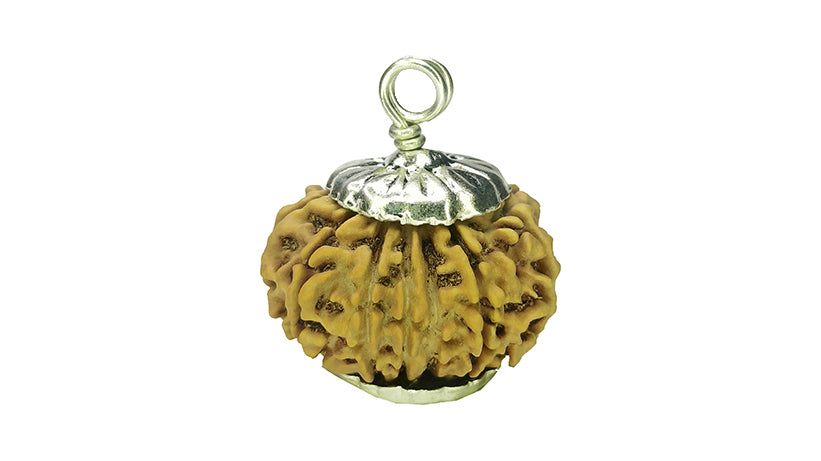 13 Mukhi Rudraksha