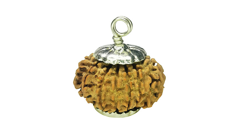 13 Mukhi Rudraksha