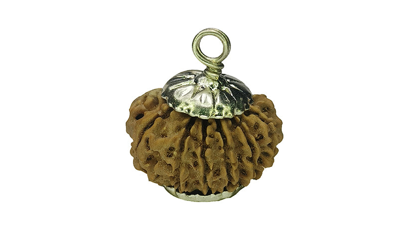 13 Mukhi Rudraksha