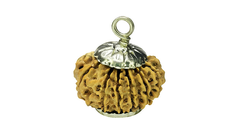 13 Mukhi Rudraksha