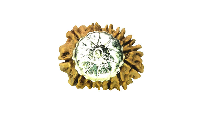 13 Mukhi Rudraksha