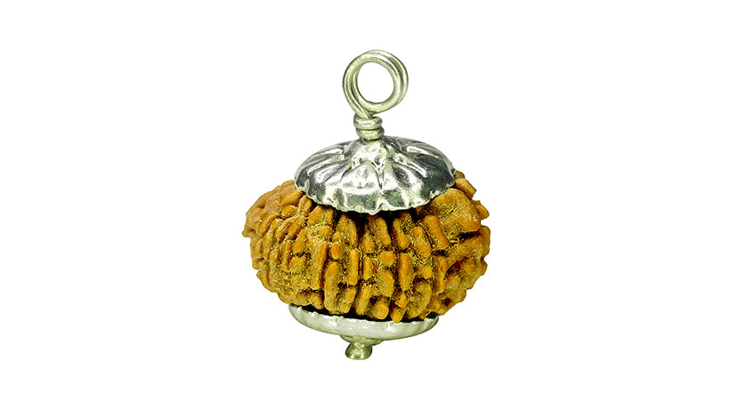 13 Mukhi Rudraksha