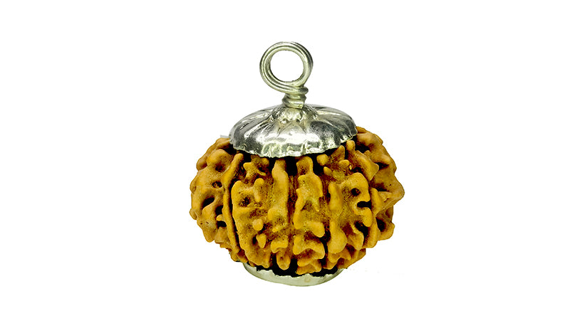 13 Mukhi Rudraksha