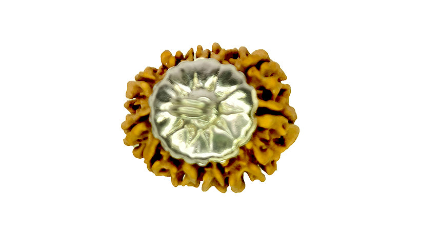 13 Mukhi Rudraksha