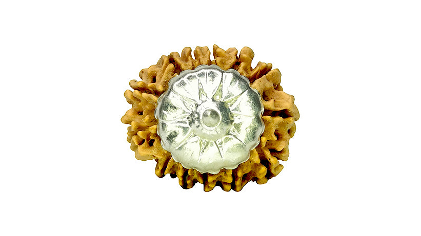 13 Mukhi Rudraksha