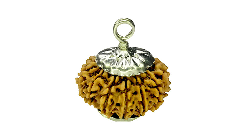 13 Mukhi Rudraksha