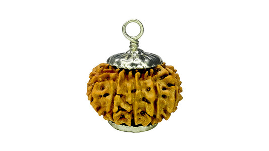 13 Mukhi Rudraksha