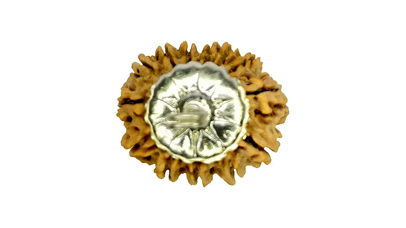 13 Mukhi Rudraksha