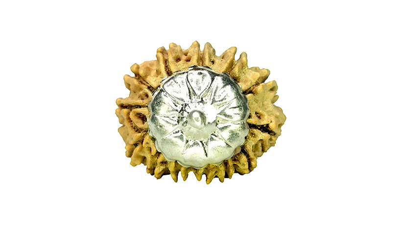 13 Mukhi Rudraksha