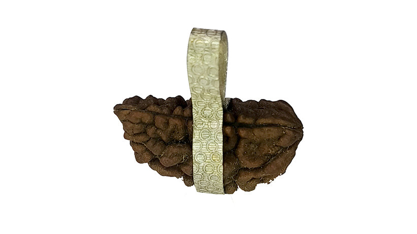 1 Mukhi Rudraksha