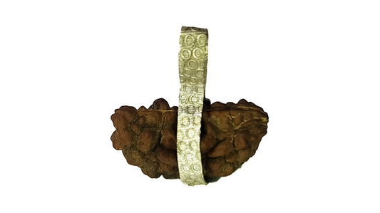 1 Mukhi Rudraksha