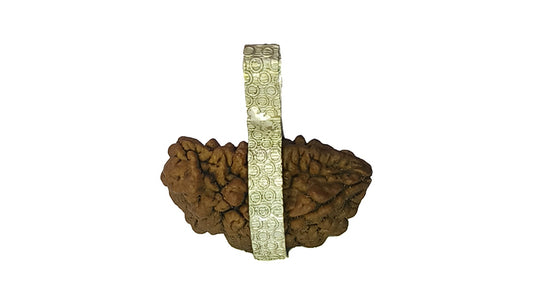 1 Mukhi Rudraksha