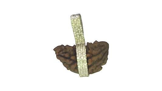 1 Mukhi Rudraksha