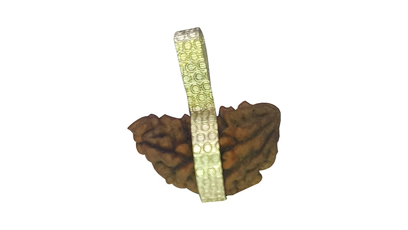 1 Mukhi Rudraksha