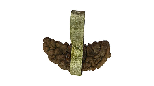 1 Mukhi Rudraksha